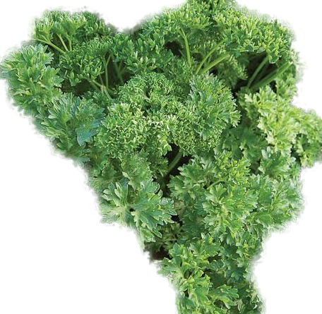 Triple Curled Parsley (Petroselinum crispum)