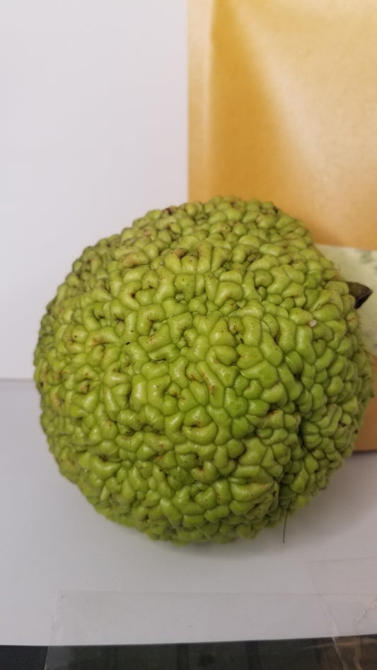 Osage Orange freezedried powder