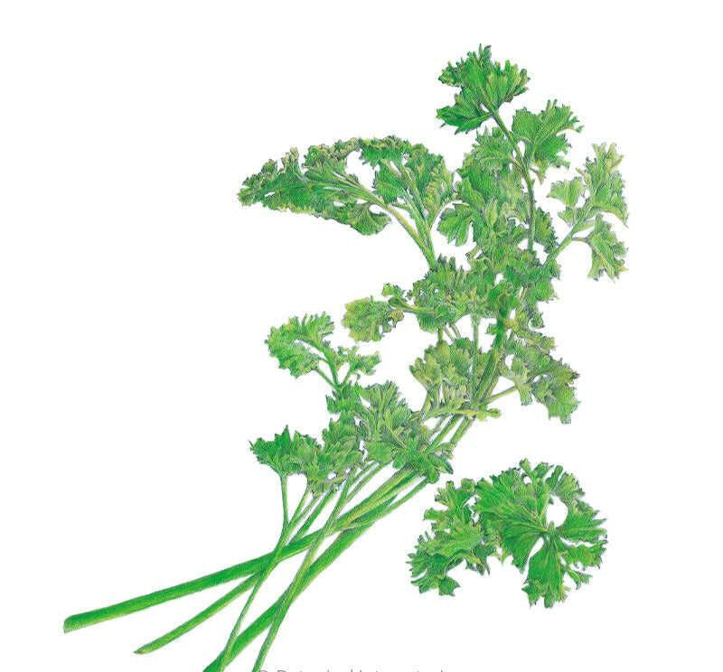 Triple Curled Parsley (Petroselinum crispum)