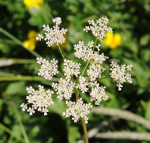 Caraway (Carum carvi)