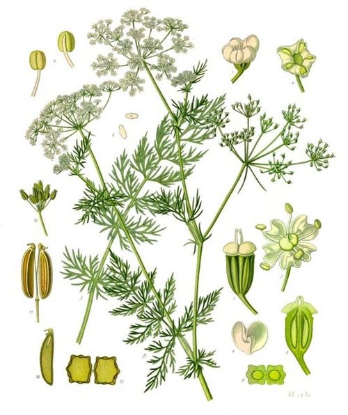 Caraway (Carum carvi)