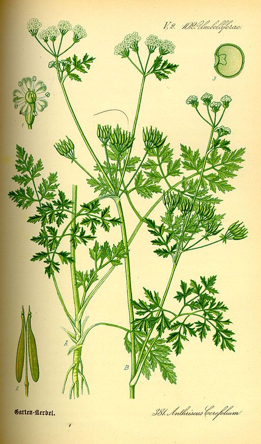 Chervil Herb  (Anthriscus cerefolium)