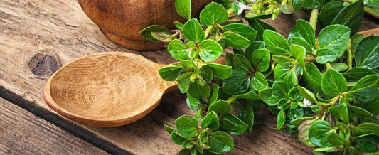 Italian Oregano (Origanum vulgare)
